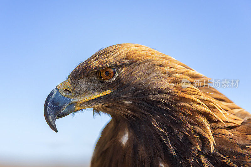 草原鹰(Aquila nipalensis)特写